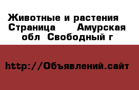  Животные и растения - Страница 40 . Амурская обл.,Свободный г.